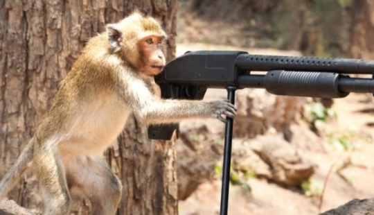 In Mexico, an equipped monkey died in a shootout between drug cartels