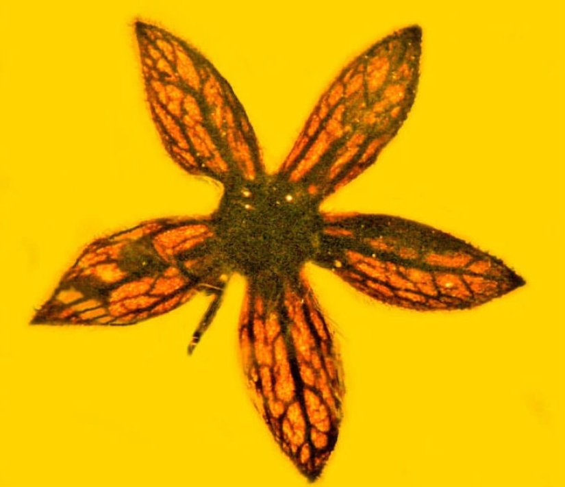 In Myanmar, flowers of an unknown species, which are 100 million years old, were found in amber