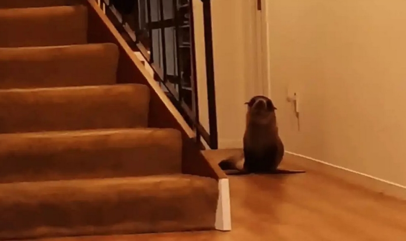 In New Zealand, a seal entered the house and took the place of a cat