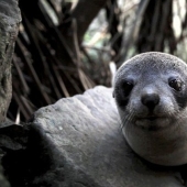 In New Zealand, a seal entered the house and took the place of a cat