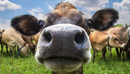 In New Zealand, they want to tax burping