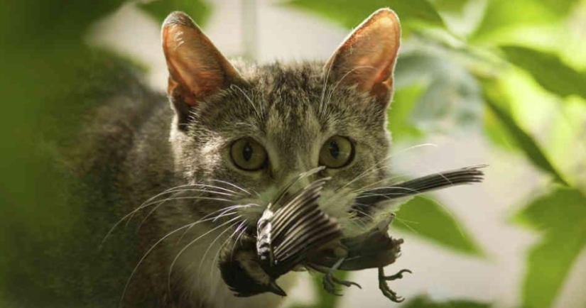 In Poland, it was established that cats are an alien species for their country