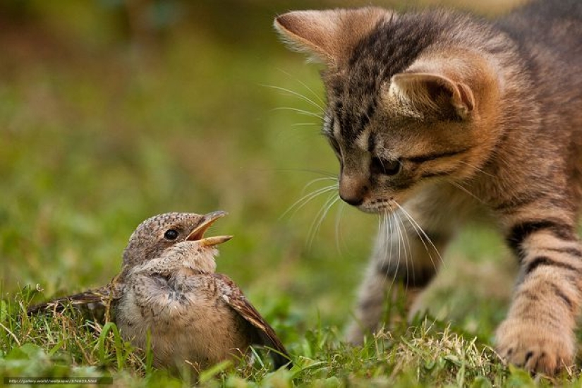 In Poland, it was established that cats are an alien species for their country