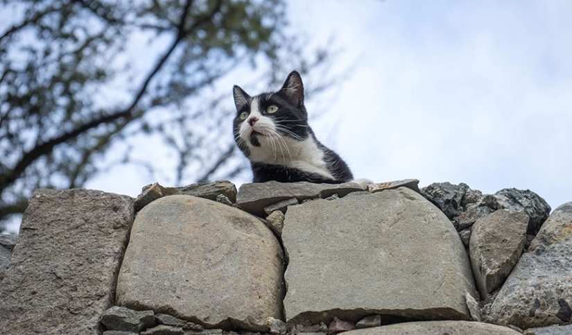 In Poland, it was established that cats are an alien species for their country