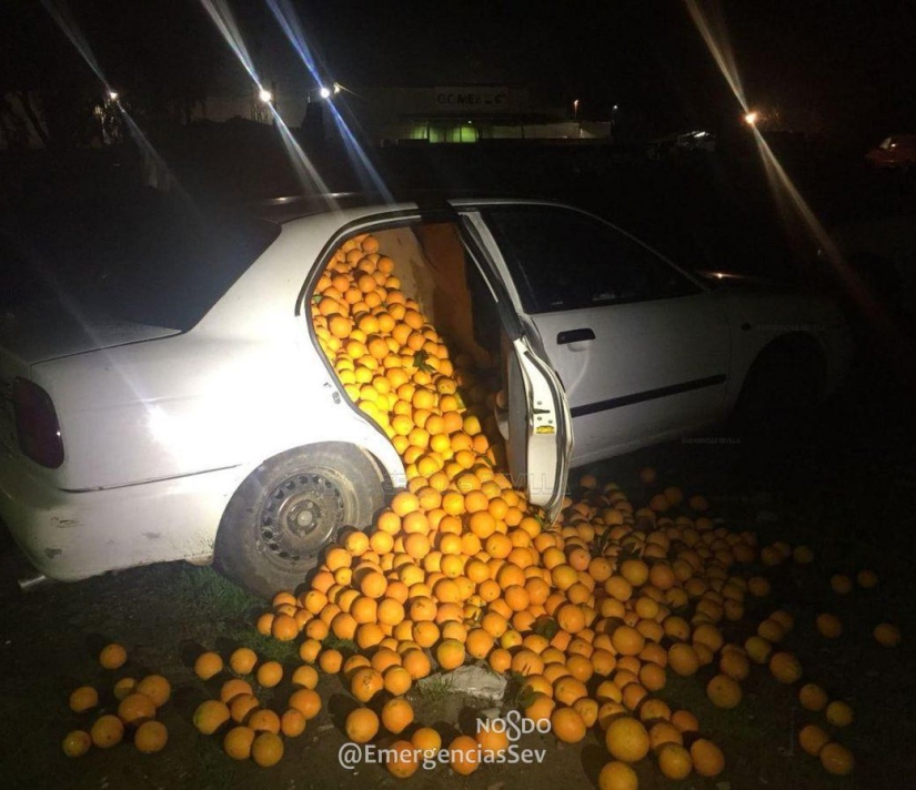 In Spain, a family was arrested for stealing four tons of oranges