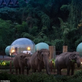 In Thailand, the hotel offers to stay in transparent bubble rooms