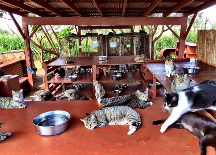 In the cat sanctuary in Hawaii, you can pet up to 500 cats at once