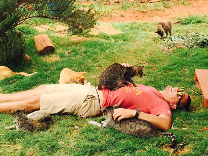In the cat sanctuary in Hawaii, you can pet up to 500 cats at once