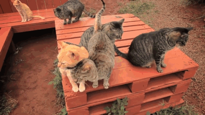 In the cat sanctuary in Hawaii, you can pet up to 500 cats at once