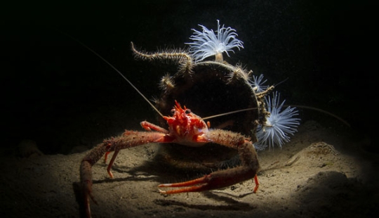 In the Domain of Neptune: the Underwater Kingdom in the photos of the 2019 Underwater Photographer of the Year contest