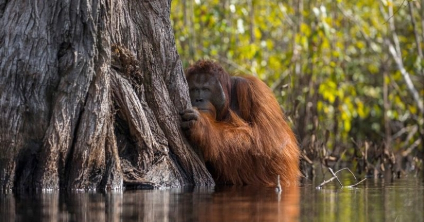 In the forests of Borneo, an orangutan came to the aid of a man and got into the frame
