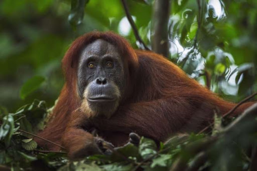 In the forests of Borneo, an orangutan came to the aid of a man and got into the frame