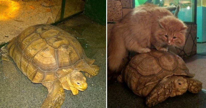 In the Irkutsk zoo, turtles attempted to escape, but they were betrayed by a guard cat