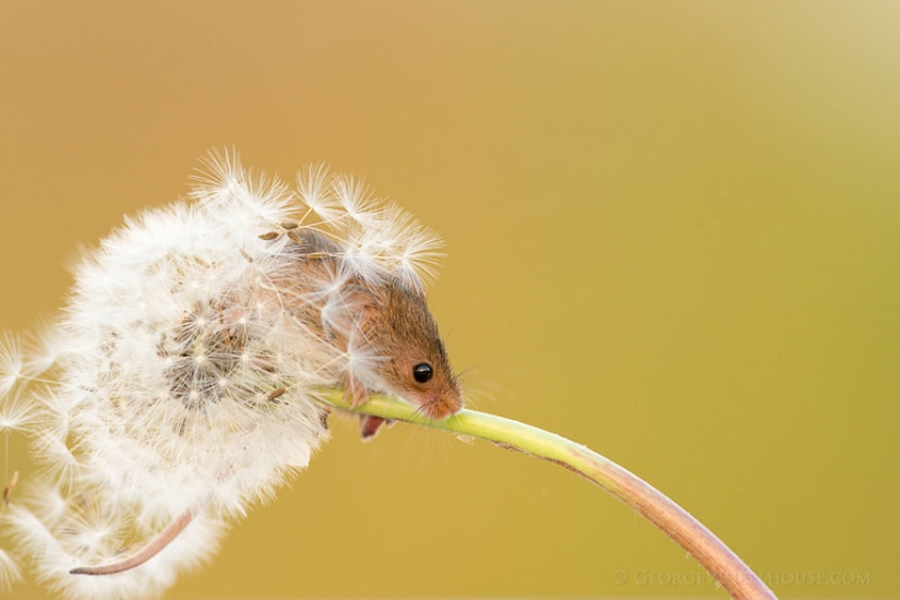 In the lens-baby mice