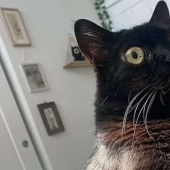 In the USA, a black cat was elected mayor of Hell