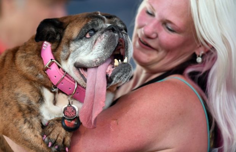 In the USA, they chose the "ugliest dog in the world"