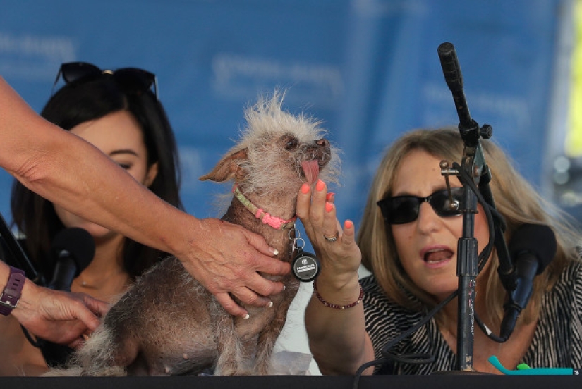 In the USA, they chose the "ugliest dog in the world"