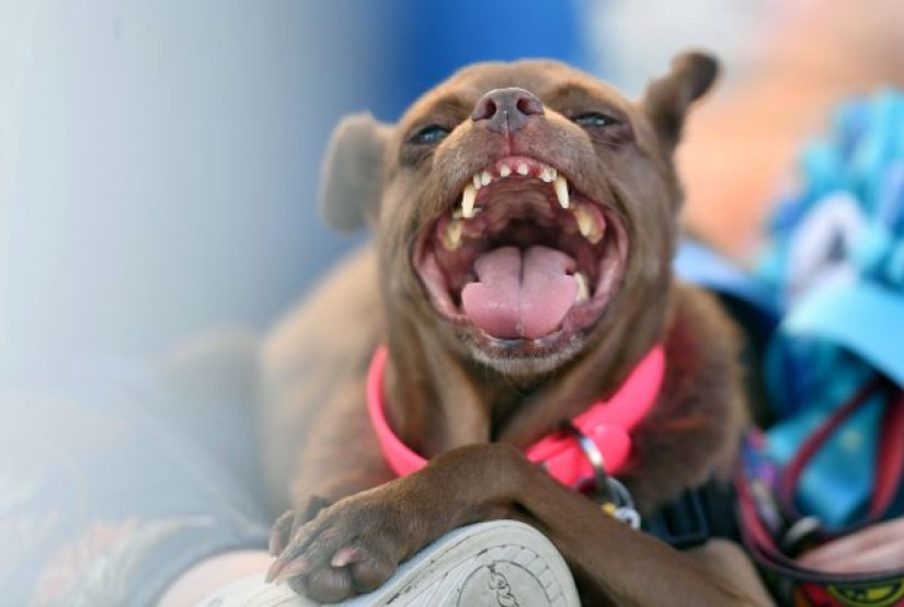 In the USA, they chose the "ugliest dog in the world"