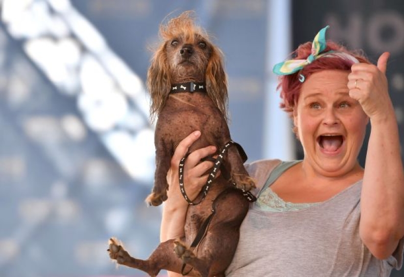 In the USA, they chose the "ugliest dog in the world"