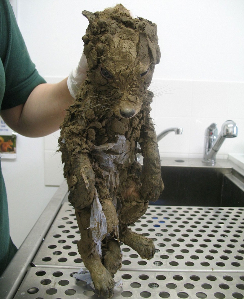 Incluso los veterinarios no pudieron averiguar quién era hasta que lo lavaron