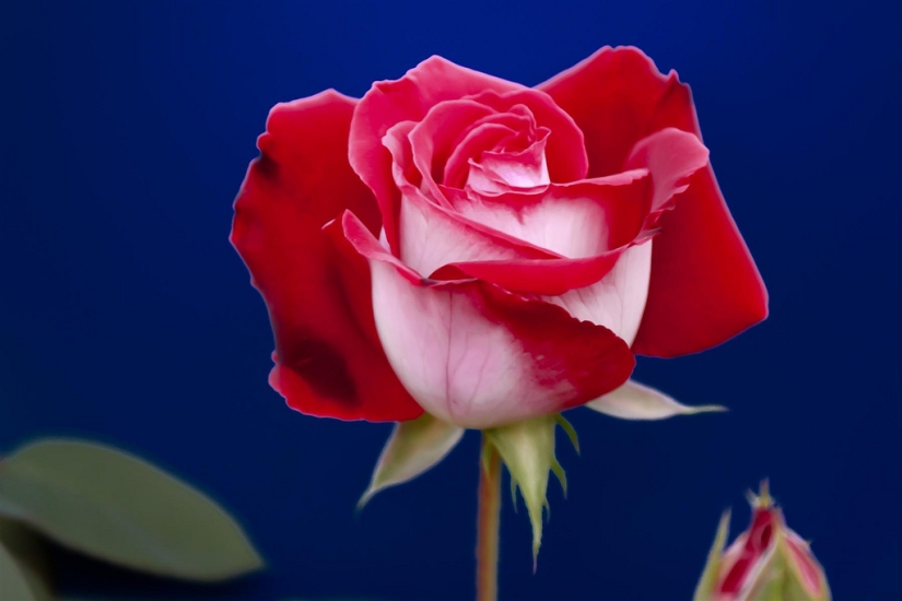 Increíblemente hermosa rosa de la variedad Osiria