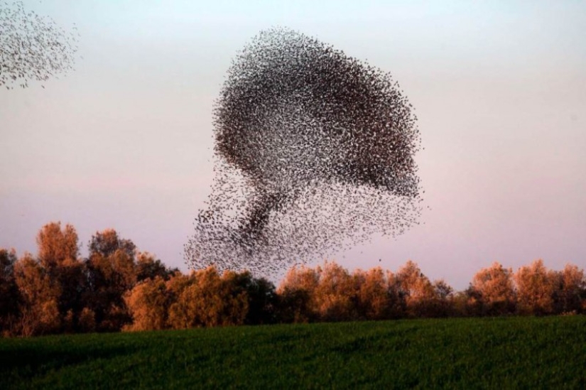 Incredible starling dance in Israel