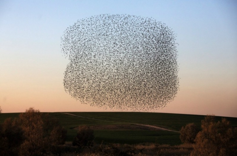 Incredible starling dance in Israel