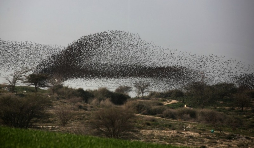 Incredible starling dance in Israel