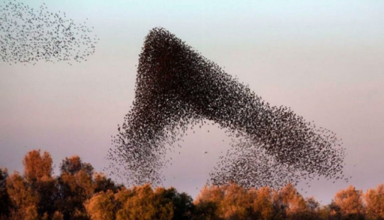 Incredible starling dance in Israel