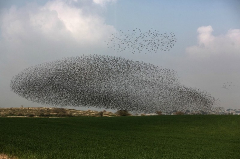 Incredible starling dance in Israel