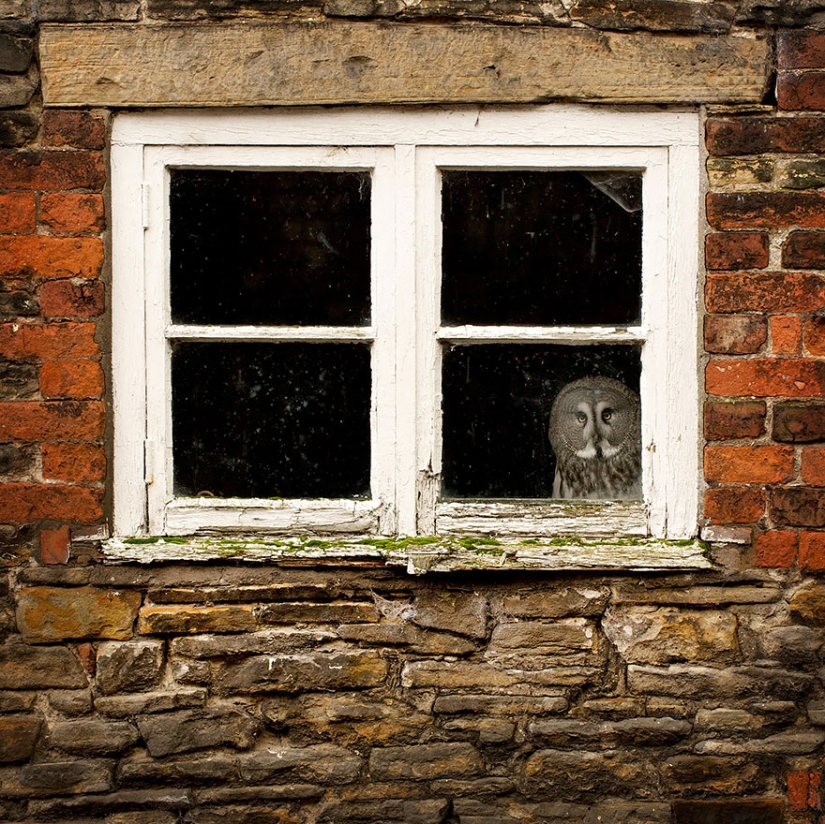Inhuman curiosity: what do animals see in the windows