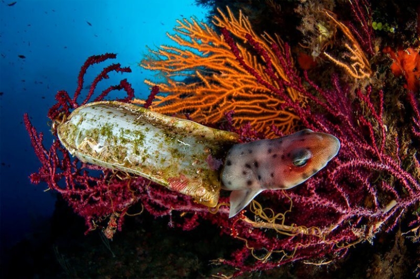 Inmersión total: las mejores fotos del mundo submarino 2020