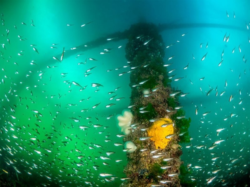 Inmersión total: las mejores fotos del mundo submarino 2020