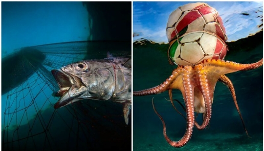 Inmersión total: las mejores fotos del mundo submarino 2020