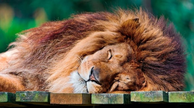 Interesting facts about how animals sleep