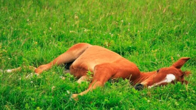 Interesting facts about how animals sleep