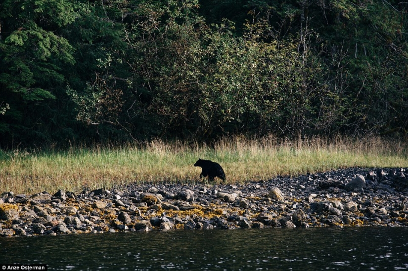 Into the wilderness, to Alaska: how to live on an island among bears and whales and not go crazy