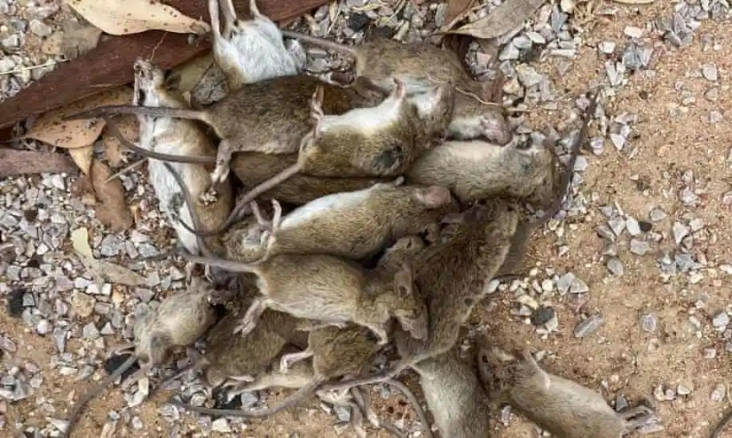 Invasores de roedores: una invasión masiva de ratones en Australia causa horror