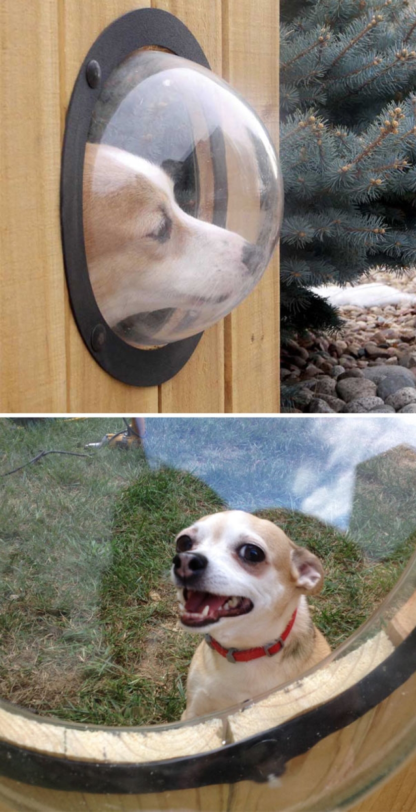 Inventive life hacks from dog owners