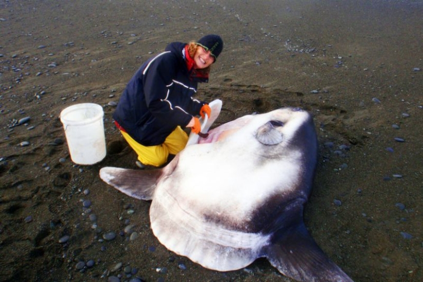 Invitado extranjero: un enorme pez que vive en Australia fue encontrado en una playa de California