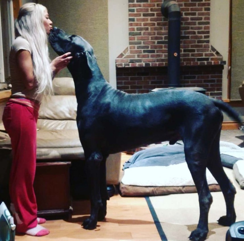 Is it a dog or a horse? The Great Dane Thunder is more than 2 meters tall and weighs 95 kilos