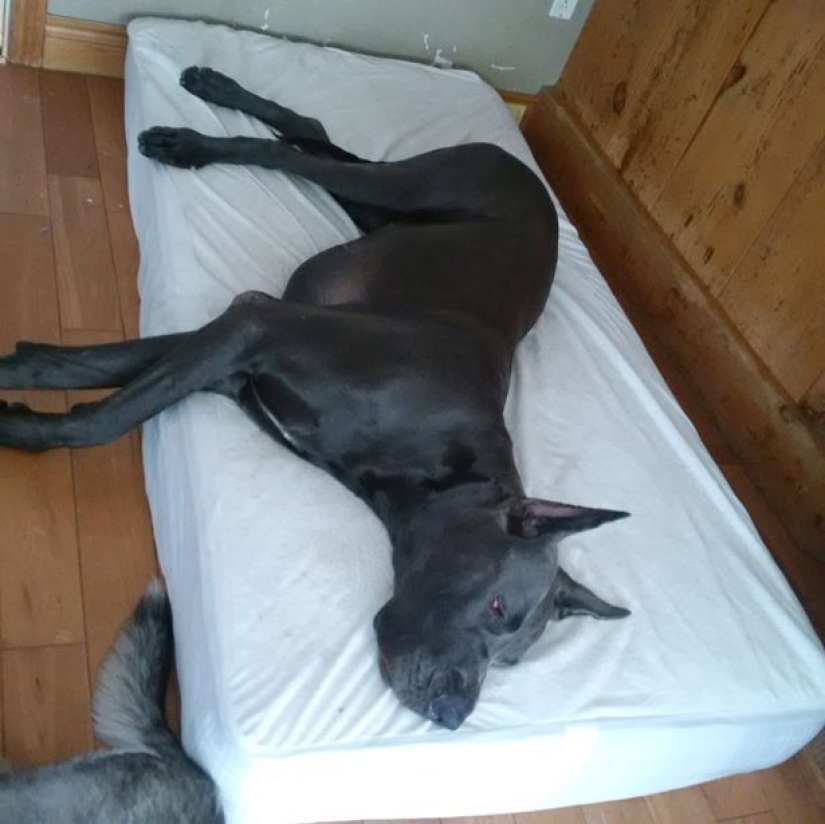 Is it a dog or a horse? The Great Dane Thunder is more than 2 meters tall and weighs 95 kilos