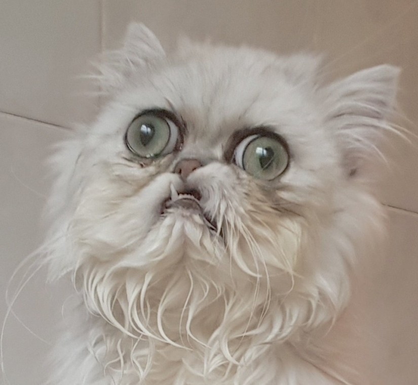 "Is it a stuffed animal or a live cat?": this muzzle may well become a new meme about despair