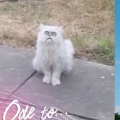 "Is it a stuffed animal or a live cat?": this muzzle may well become a new meme about despair