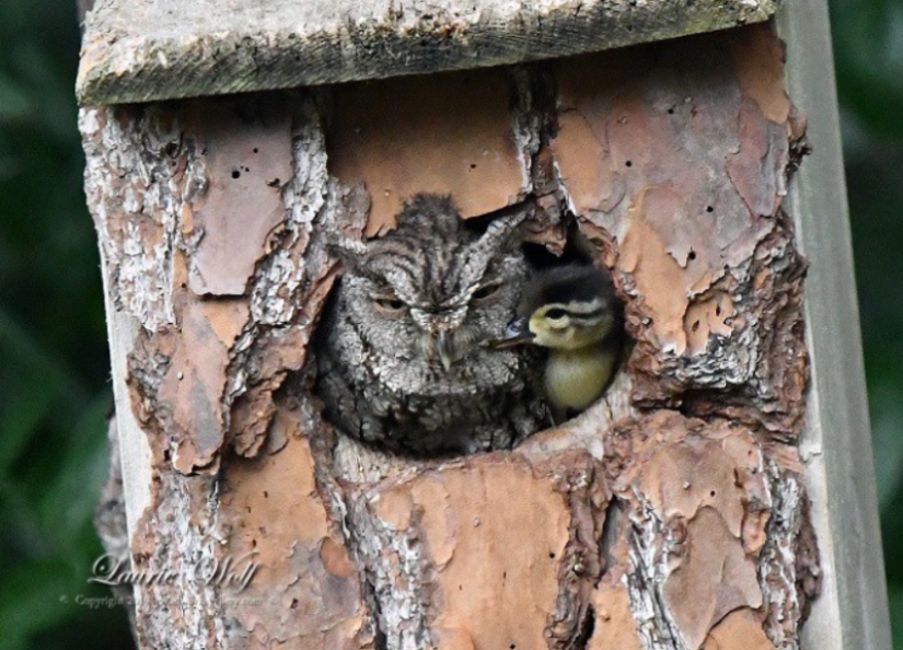 Is this a maternal instinct? The owl took custody of the duckling