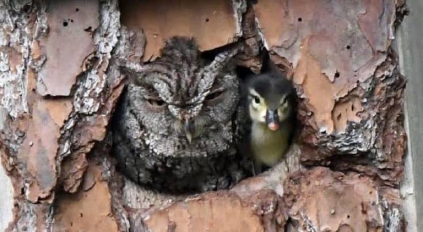 Is this a maternal instinct? The owl took custody of the duckling