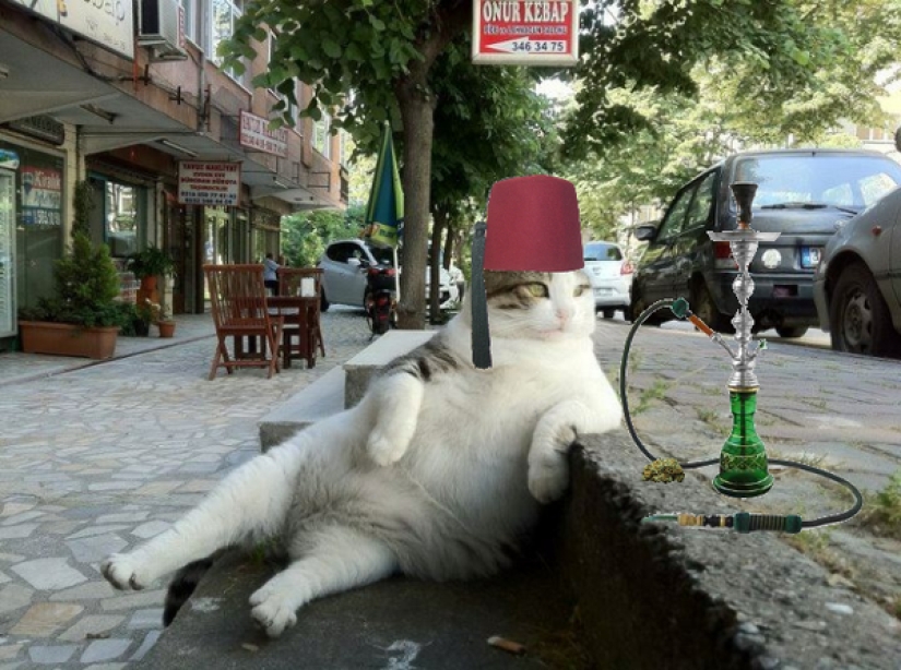 Istanbul Tombili cat, to whom a monument was erected for an imposing pose