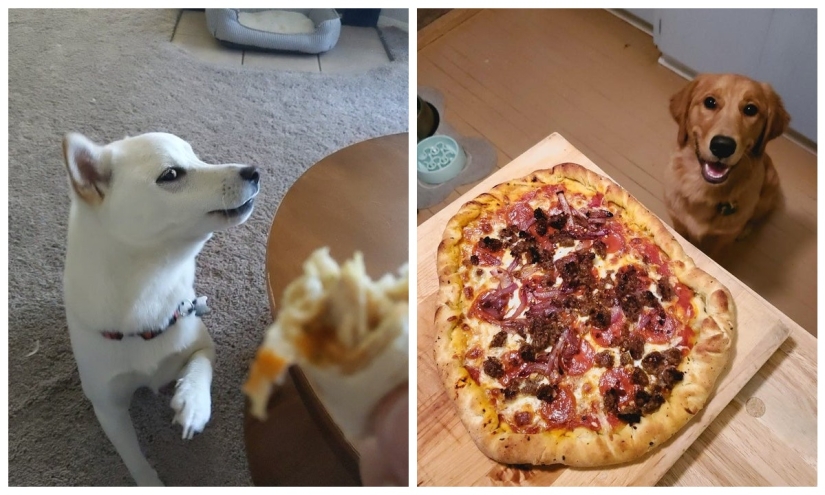 It is impossible to refuse: 22 photos about how animals are able to beg for food