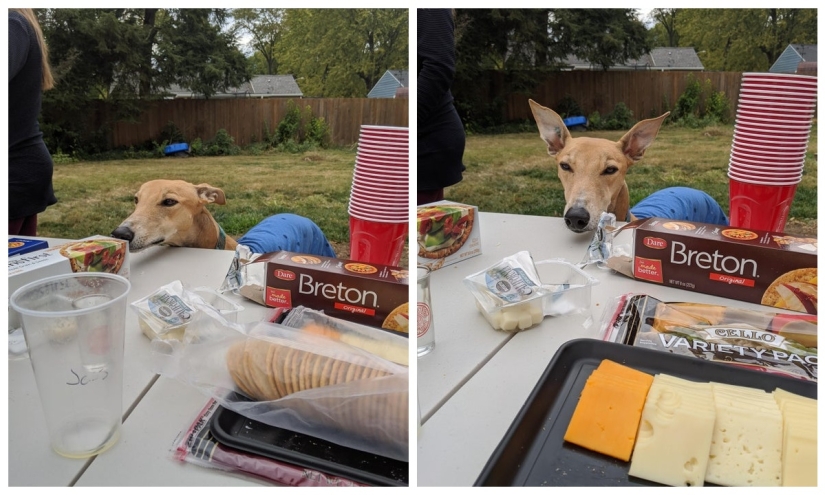 It is impossible to refuse: 22 photos about how animals are able to beg for food