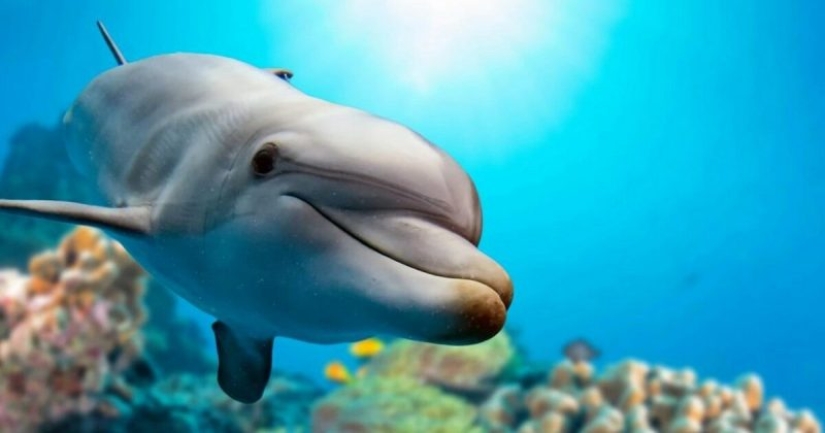 It turned out that dolphins are self-medicating with the help of corals